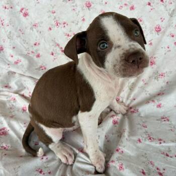 Cricket -  Pointer Dog for Adoption in San Antonio, Texas - Cricket | PetCurious