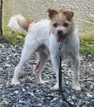 Toby -  Shih Tzu Dog for Adoption in Walnutport, Pennsylvania - Toby | PetCurious