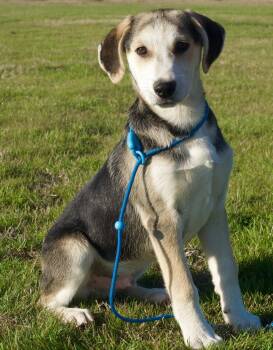 Rescue Husky and English Foxhound Dogs for Adoption in Denton, Texas - Henry | PetCurious