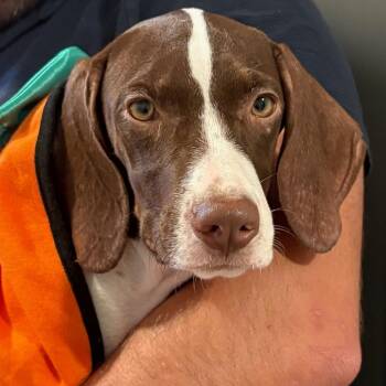 Sadie -  Pointer and Mixed Breed Dog for Adoption - Sadie | PetCurious