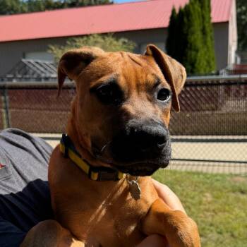 Gushers -  Mixed Breed Dog for Adoption in Kennebunk, Maine - Gushers | PetCurious