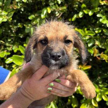 Chai -  Terrier and Mixed Breed Dog for Adoption in Goleta, California - Chai | PetCurious