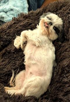 Dolly -  Shih Tzu Dog for Adoption in Worcester, Massachusetts - Dolly | PetCurious