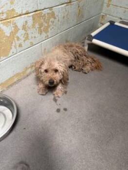 POP -  Poodle Dog for Adoption in Stockton, California - POP | PetCurious