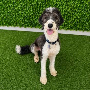 Louie -  Standard Poodle and Mixed Breed Dog for Adoption in Hopkinton, Massachusetts - Louie | PetCurious