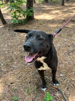 Cleo -  Akita and German Shepherd Dog Dog for Adoption in Dysart, Iowa - Cleo | PetCurious