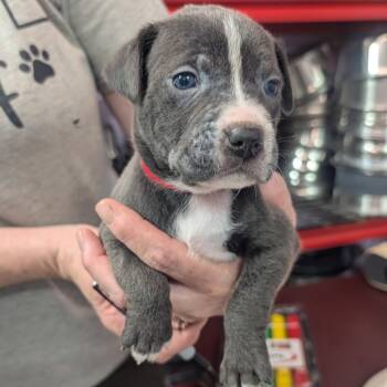 Luke -  Pit Bull Terrier Dog for Adoption in Jefferson City, Tennessee - Luke | PetCurious