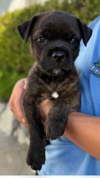 Rescue Chihuahua and Mixed Breed Dogs for Adoption in Los Angeles, California - Tygie | PetCurious