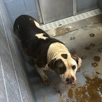 Mixed Breed Dogs Available for Adoption - Leash-er Keys | PetCurious