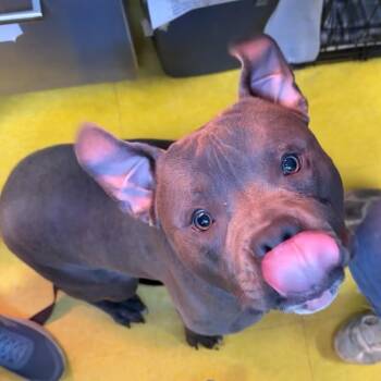 Mixed Breed Dogs Available for Adoption in Pittsburgh, Pennsylvania - Neville | PetCurious