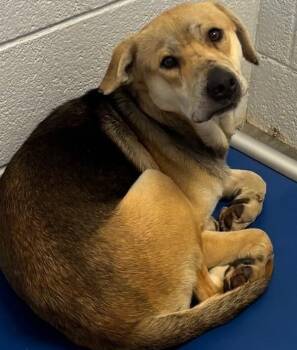 Shepherd and Hound Dogs Available for Adoption - Doug | PetCurious