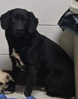 Mixed Breed Dogs Available for Adoption in Fairfax, Virginia - Lici - In Foster! | PetCurious