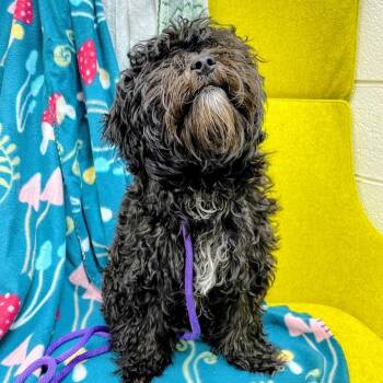 Miniature Poodle and Maltese Dogs Available for Adoption in Lyndhurst, Virginia - Chalupa | PetCurious