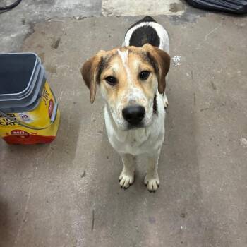 Mixed Breed Dogs Available for Adoption in Corbin, Kentucky - Scooter | PetCurious