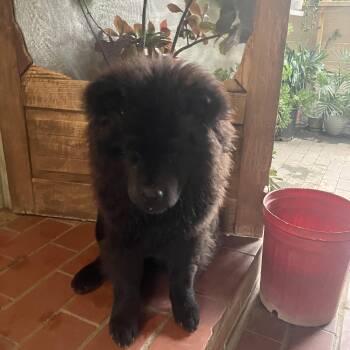 Chow Chow Dogs Available for Adoption in Los Angeles, California - Dax~floofy Purebred Chow  | PetCurious