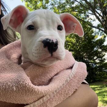 Harper -  Pit Bull Terrier Dog for Adoption in Austell, Georgia - Harper | PetCurious