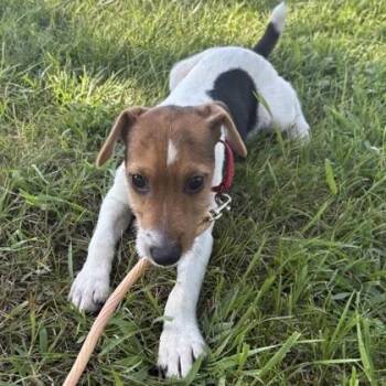 Bob -  Parson Russell Terrier and Mixed Breed Dog for Adoption in Janesville, Wisconsin - Bob | PetCurious
