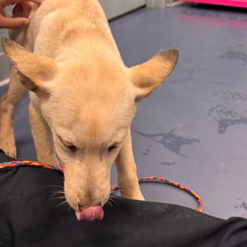 Shepherd Dogs Available for Adoption in Greensboro, North Carolina - Watts | PetCurious