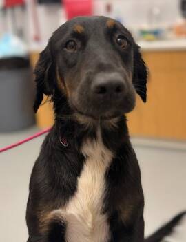 Lila -  Labrador Retriever and Collie Dog for Adoption in Hartsville, South Carolina - Lila | PetCurious