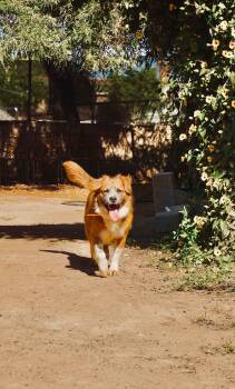 Australian Shepherd and Catahoula Leopard Dog Dogs Available for Adoption - Santiago | PetCurious
