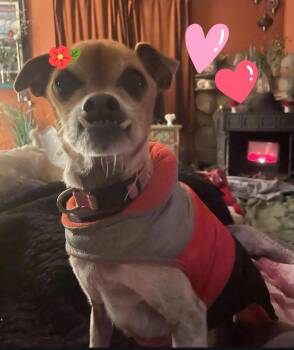 Chihuahua Dogs Available for Adoption - Sugar | PetCurious