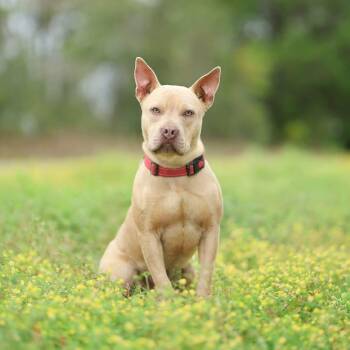 Baxter -  American Bully Dog for Adoption in Lucedale, Mississippi - Baxter | PetCurious