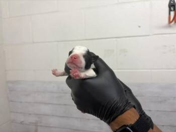 DANTE -  Pit Bull Terrier and Mixed Breed Dog for Adoption in San Bernardino, California - DANTE | PetCurious