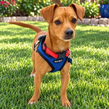 Andy -  Dachshund and Chihuahua Dog for Adoption in Baytown, Texas - Andy | PetCurious