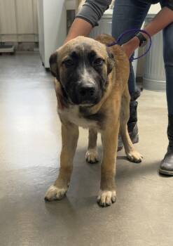 61140309 -  Shepherd Dog for Adoption in Elko, Nevada - 61140309 | PetCurious