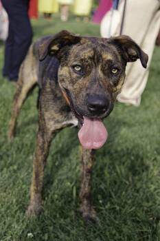 Rescue Mastiff and Pit Bull Terrier Dogs for Adoption in Bridgewater, New Jersey - Twix | PetCurious