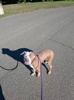 Rescue Terrier and Pit Bull Terrier Dogs for Adoption - TIRAMISU | PetCurious