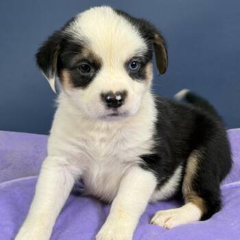 Beethoven -  Australian Shepherd Dog for Adoption in Hughesville, Maryland - Beethoven | PetCurious