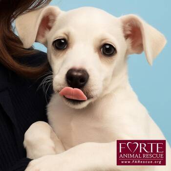 Rescue Chihuahua and Jack Russell Terrier Dogs for Adoption in Marina Del Rey, California - Casper | PetCurious