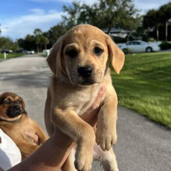 Sage -  Black Mouth Cur and Beagle Dog for Adoption in Hobe Sound, Florida - Sage | PetCurious