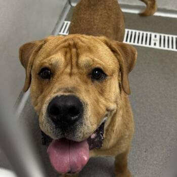 Walter -  Mastiff Dog for Adoption in Des Moines, Iowa - Walter | PetCurious