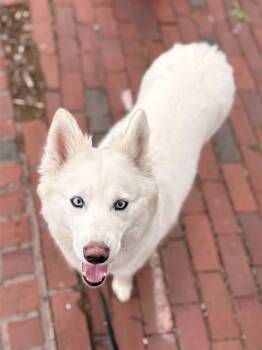 LILY -  Samoyed and Husky Dog for Adoption in Boston, Massachusetts - LILY | PetCurious