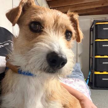 Rusty -  Terrier Dog for Adoption in Newark, New Jersey - Rusty | PetCurious