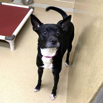 Terrier and Chihuahua Dogs Available for Adoption in Monroe, Georgia - Eva | PetCurious