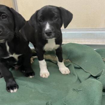 Mixed Breed Dogs Available for Adoption - Bodhi | PetCurious