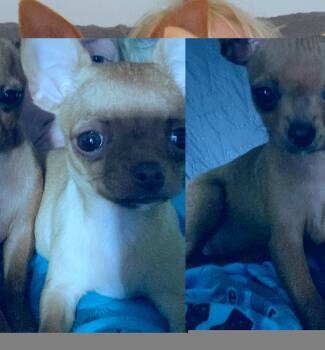 Tiny Tina -  Chihuahua Dog for Sale in Greenfield, Ohio - Tiny Tina | PetCurious