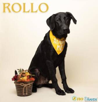 Rollo -  Labrador Retriever and Mixed Breed Dog for Adoption in Fairhope, Alabama - Rollo | PetCurious