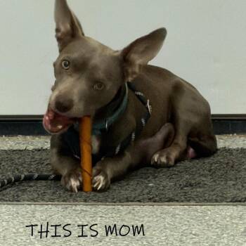 Boxer and Dachshund Dogs Available for Adoption - Rhiannon | PetCurious