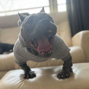 Rhino -  Pit Bull Terrier and English Bulldog Dog for Adoption in Rochester, Minnesota - Rhino | PetCurious