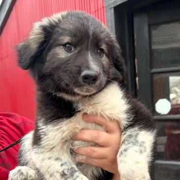 Brittany Spaniel and Great Pyrenees Dogs Available for Adoption in Pittsburg, Kansas - Kaiju | PetCurious