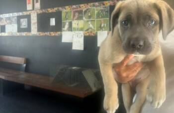 BLOSSOM -  Mastiff and Mixed Breed Dog for Adoption in Santa Monica, California - BLOSSOM | PetCurious