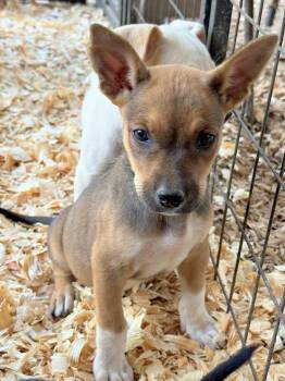 Rescue Husky Dogs for Adoption in Fosters, Alabama - TALLULAH | PetCurious