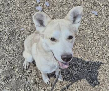 Husky and Mixed Breed Dogs Available for Adoption in Albuquerque, New Mexico - FETCH | PetCurious