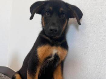 Gage -  German Shepherd Dog and Mixed Breed Dog for Adoption in Raleigh, North Carolina - Gage | PetCurious