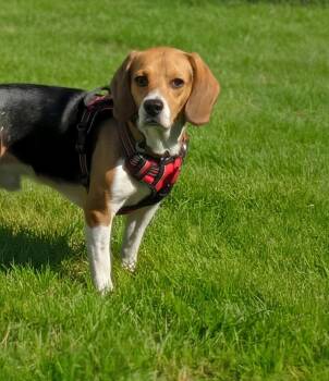 Glen -  Beagle Dog for Adoption in Minneapolis, Minnesota - Glen | PetCurious