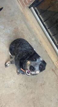 Australian Cattle Dog Blue Heeler Dogs Available for Adoption in Southaven, Mississippi - MINNIE | PetCurious